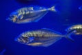 Atlantic horse mackerel (Trachurus trachurus) Royalty Free Stock Photo