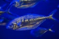 Atlantic horse mackerel (Trachurus trachurus). Royalty Free Stock Photo