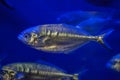 Atlantic horse mackerel (Trachurus trachurus)