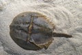 Atlantic Horseshoe Crab aka Limulus polyphemus Royalty Free Stock Photo