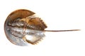 Atlantic horseshoe crab Royalty Free Stock Photo