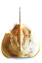 Atlantic horseshoe crab