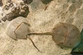 Atlantic horseshoe crab Royalty Free Stock Photo