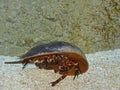 Atlantic Horseshoe Crab, limulus polyphemus Royalty Free Stock Photo