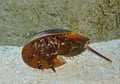 Atlantic Horseshoe Crab, limulus polyphemus Royalty Free Stock Photo