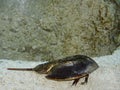 Atlantic Horseshoe Crab, limulus polyphemus Royalty Free Stock Photo