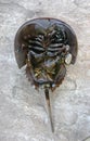 The Atlantic horseshoe crab, Limulus polyphemus, is a marine che Royalty Free Stock Photo