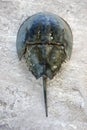 The Atlantic horseshoe crab, Limulus polyphemus, is a marine che Royalty Free Stock Photo