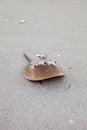 Atlantic Horseshoe crab Limulus polyphemus walks along the white