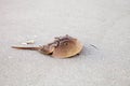 Atlantic Horseshoe crab Limulus polyphemus walks along the white Royalty Free Stock Photo