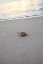 Atlantic Horseshoe crab Limulus polyphemus walks along the white Royalty Free Stock Photo