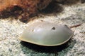 Atlantic horseshoe crab