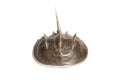 Atlantic Horseshoe Crab and White Background