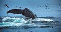 Atlantic Humpback Whale Royalty Free Stock Photo