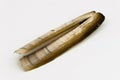 Atlantic jackknife clam Royalty Free Stock Photo