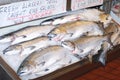 Atlantic King Salmon on the market. Royalty Free Stock Photo