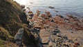 atlantic littoral - saint-gildas-du-rhuys - france