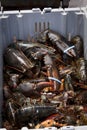 Atlantic Lobster Royalty Free Stock Photo