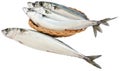 Atlantic mackerel