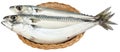 Atlantic mackerel fish