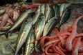Atlantic mackerel fish on ice in a fish shop Royalty Free Stock Photo