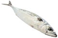 Atlantic mackerel