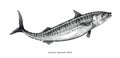 Atlantic mackerel hand drawing vintage style