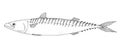 Atlantic mackerel. Hand drawn realistic illustration.