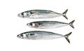 Atlantic mackerel, mackerel isolated