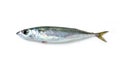 Atlantic mackerel, mackerel isolated