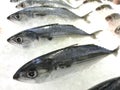 Atlantic mackerel Scomber scombrus fish on ice Royalty Free Stock Photo