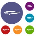 Atlantic mackerel, Scomber scombrus icons set