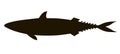 Atlantic mackerel silhouette. Hand drawn realistic illustration.