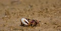 Atlantic marsh fiddler crab Royalty Free Stock Photo