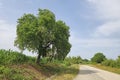 An Atlantic mastic tree by the road side in Cukurova, Adana