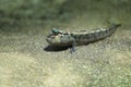 Atlantic mudskipper Royalty Free Stock Photo