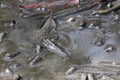 An Atlantic mudskipper, Periophthalmus barbarous, on a mudflat Royalty Free Stock Photo