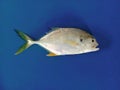 Atlantic Ocean Fish known as Carapeba