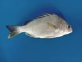 Atlantic Ocean Fish known as Carapeba