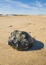 Atlantic ocean North America beach and big snail shell.