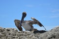 A pelican takes full measure of the photographer while resting at the Boca Inlet Royalty Free Stock Photo