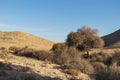 Biblical Atlantic Pistacio Pistacia atlantica Trees in Wadi Lotz near the Makhtesh Ramon Crater in Israel Royalty Free Stock Photo