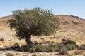 Atlantic Pistachio Tree in Early Summer in the Negev in Israel