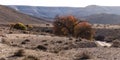 Fall Colors Adorn an Atlantic Pistacio Tree in the Negev in Israel