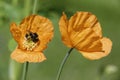 Atlantic Poppy with bee Royalty Free Stock Photo