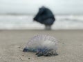 A beautiful Atlantic Portuguese man o` war stands in front of a girl on the beaches of Florida Royalty Free Stock Photo