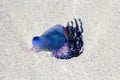 Physalia physalis or Portuguese man o`war Royalty Free Stock Photo