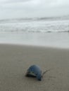 A remarkable blue and purple Atlantic Portuguese man o` war basks on the beaches of Florida Royalty Free Stock Photo