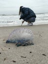 A Atlantic Portuguese man o` war sits in front of a girl on a beach in Florida Royalty Free Stock Photo
