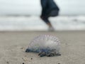 The Atlantic Portuguese man o` war washed up on a beach in Florida Royalty Free Stock Photo